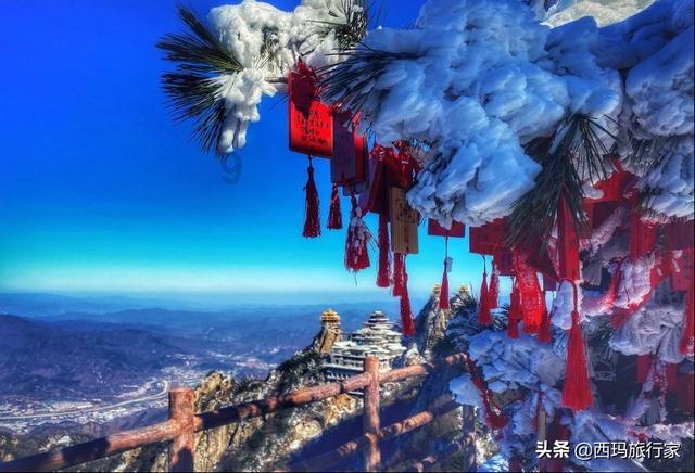 凤仙花怎么种游戏画面